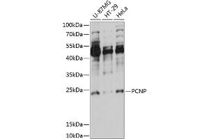 PCNP 抗体  (AA 1-178)