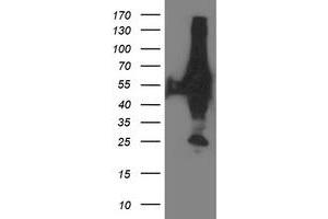 Image no. 3 for anti-X-Prolyl Aminopeptidase (Aminopeptidase P) 3, Putative (XPNPEP3) antibody (ABIN1501766)