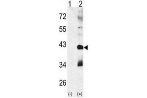 Image no. 3 for anti-Mitogen-Activated Protein Kinase 11 (MAPK11) (AA 133-161) antibody (ABIN3031828)