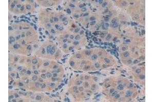 beta Defensin 1 antibody  (AA 22-69)