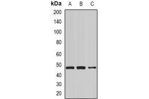 Image no. 2 for anti-NCK Adaptor Protein 1 (NCK1) (full length) antibody (ABIN6043714)