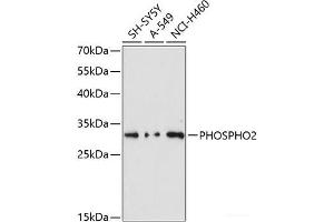 PHOSPHO2 anticorps