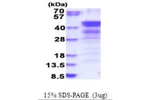 Image no. 1 for NudE Nuclear Distribution E Homolog (A. Nidulans)-Like 1 (NDEL1) (AA 1-328) protein (His tag) (ABIN5853848)
