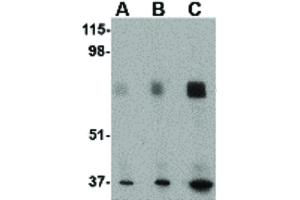 Image no. 1 for anti-Mitogen-Activated Protein Kinase Associated Protein 1 (MAPKAP1) (N-Term) antibody (ABIN6656766)