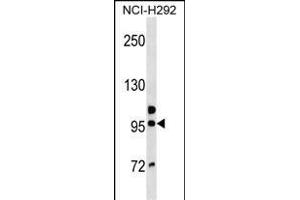 GOLGA6B Antibody (Center) (ABIN1538382 and ABIN2850404) western blot analysis in NCI- cell line lysates (35 μg/lane).