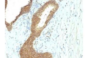 Image no. 2 for anti-Alkaline Phosphatase (ALP) antibody (ABIN4949437)