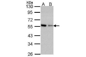 Image no. 2 for anti-Coronin, Actin Binding Protein, 1C (CORO1C) (C-Term) antibody (ABIN2856390)