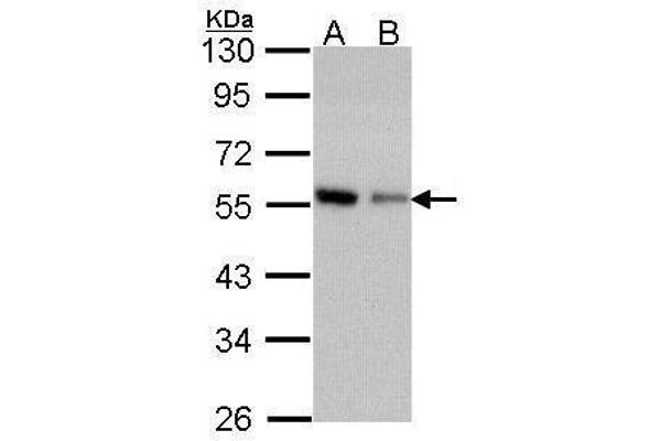 CORO1C antibody  (C-Term)
