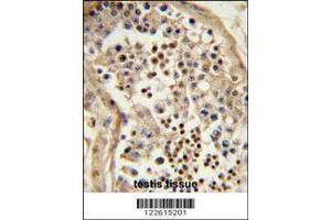 Image no. 2 for anti-Chromosome 10 Open Reading Frame 27 (C10orf27) (AA 276-302), (C-Term) antibody (ABIN652633)