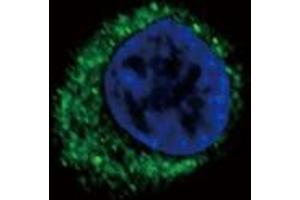 Image no. 2 for anti-Endothelin Receptor Type A (EDNRA) (AA 132-162) antibody (ABIN452933)
