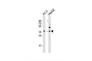 Image no. 4 for anti-Lectin, Galactoside-Binding, Soluble, 8 (LGALS8) (AA 271-298), (C-Term) antibody (ABIN1536981)