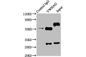 14-3-3 gamma anticorps  (AA 113-194)