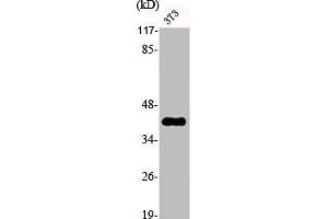 S1PR3 antibody  (N-Term)