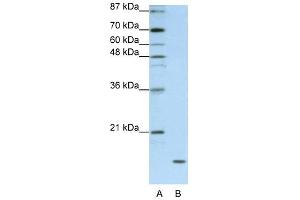Image no. 1 for anti-Apolipoprotein O (APOO) (C-Term) antibody (ABIN630052)