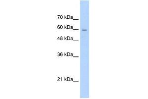 Image no. 1 for anti-Solute Carrier Family 22 (Organic Cation Transporter), Member 1 (SLC22A1) (N-Term) antibody (ABIN2776861)