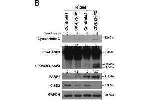 Image no. 17 for anti-Poly (ADP-Ribose) Polymerase 1 (PARP1) (Center) antibody (ABIN2854798)
