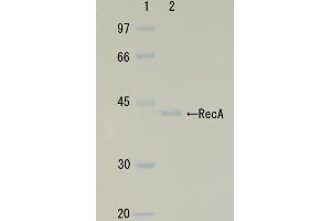 Image no. 2 for RecA (Active) protein (ABIN2452179)