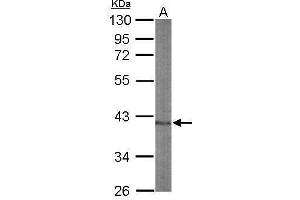 Image no. 2 for anti-Nuclear Factor (Erythroid-Derived 2), 45kDa (NFE2) (Center) antibody (ABIN2855460)