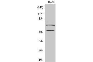Image no. 1 for anti-Synovial Sarcoma Translocation, Chromosome 18 (SS18) (N-Term) antibody (ABIN3187138)