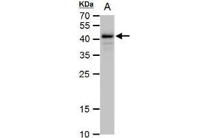 WB Image Oct4 antibody detects Oct4 protein by western blot analysis.