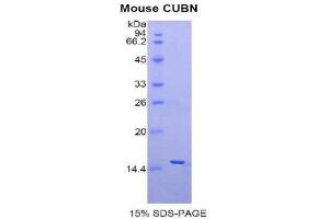 Image no. 1 for Cubilin (Intrinsic Factor-Cobalamin Receptor) (CUBN) (AA 3511-3623) protein (His tag) (ABIN1877552)