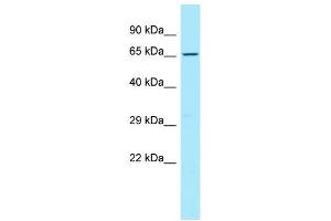 Image no. 1 for anti-CD96 (CD96) (C-Term) antibody (ABIN2789973)