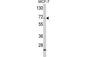 Image no. 1 for anti-Zyg-11 Family Member A, Cell Cycle Regulator (ZYG11A) antibody (ABIN3003864)