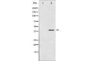 Image no. 3 for anti-Heterogeneous Nuclear Ribonucleoprotein C (C1/C2) (HNRNPC) (pSer260) antibody (ABIN6256225)
