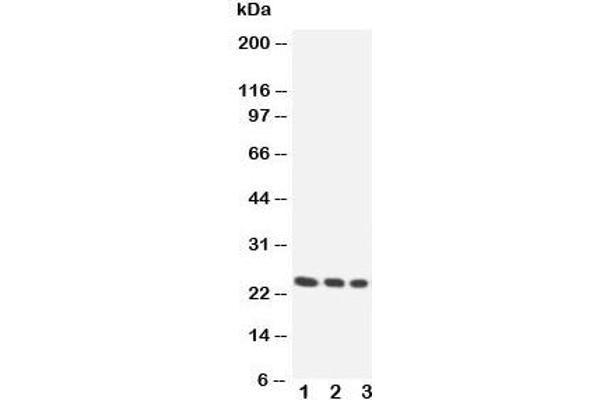 anti-Homeobox A6 (HOXA6) (Middle Region) antibody
