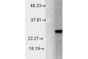 Image no. 1 for anti-Potassium Large Conductance Calcium-Activated Channel, Subfamily M, beta Member 2 (KCNMB2) (AA 1-41), (AA 218-235) antibody (PE) (ABIN2482721)