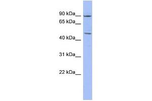 Image no. 1 for anti-Zinc Finger Protein 569 (ZNF569) (N-Term) antibody (ABIN2776059)