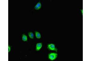 SLIT-ROBO rho GTPase Activating Protein 2C (SRGAP2C) (AA 1-242) antibody