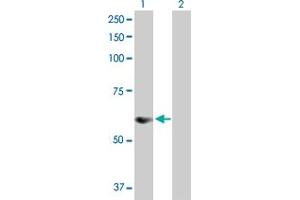 Western Blot analysis of SNX25 expression in transfected 293T cell line by SNX25 MaxPab polyclonal antibody.