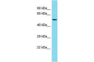 anti-Jerky Homolog-Like (JRKL) (N-Term) antibody