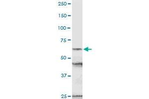 Image no. 2 for anti-Nucleoporin 54kDa (NUP54) (AA 1-507) antibody (ABIN949359)
