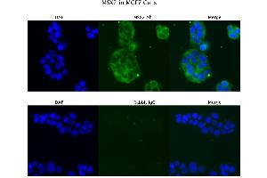 Image no. 2 for anti-Msh Momeobox 2 (Msx2) (N-Term) antibody (ABIN2777276)