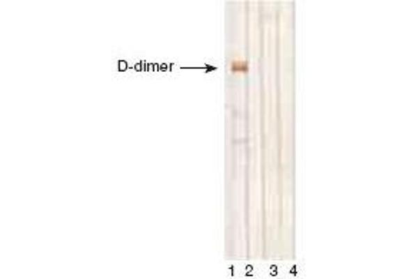 anti-D-Dimer antibody