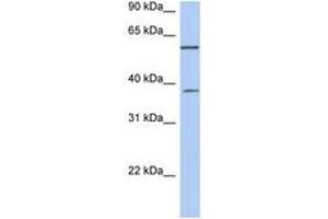 Image no. 1 for anti-Nucleoporin 43kDa (NUP43) (C-Term) antibody (ABIN6743925)