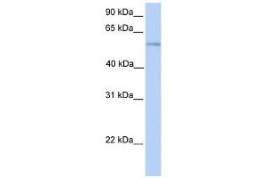 Image no. 1 for anti-Phospholipase D family member 3 (PLD3) (N-Term) antibody (ABIN635404)