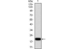 Image no. 2 for anti-Vascular Endothelial Growth Factor A (VEGFA) (AA 207-371) antibody (ABIN5542402)