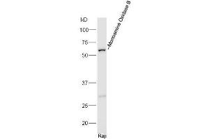 Image no. 2 for anti-Monoamine Oxidase B (MAOB) (AA 51-150) antibody (ABIN1387515)