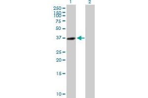 Image no. 1 for anti-MIS18 Binding Protein 1 (MIS18BP1) (AA 1-314) antibody (ABIN527495)