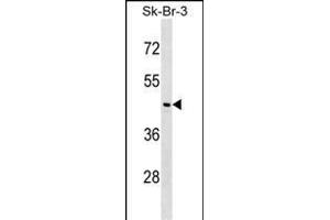NEGR1 Antibody (Center) (ABIN1538007 and ABIN2848615) western blot analysis in SK-BR-3 cell line lysates (35 μg/lane).