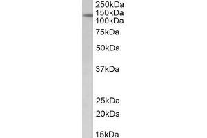 Image no. 2 for anti-Patched 1 (PTCH1) (AA 266-280) antibody (ABIN1590007)