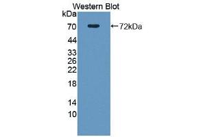 Image no. 1 for anti-Secretogranin II (SCG2) (AA 31-617) antibody (ABIN1863127)