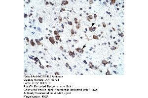 Image no. 1 for anti-Mortality Factor 4 Like 2 (MORF4L2) (N-Term) antibody (ABIN2778086)