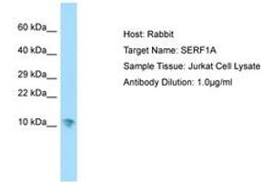 anti-Small EDRK-Rich Factor 1A (Telomeric) (SERF1A) (AA 11-60) antibody