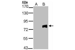 Image no. 1 for anti-Midline 2 (MID2) (C-Term) antibody (ABIN2856379)