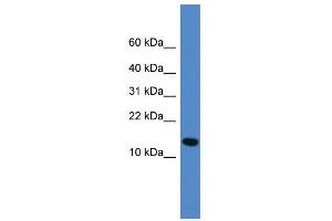 Image no. 1 for anti-Ubiquitin-Fold Modifier 1 (UFM1) (Middle Region) antibody (ABIN2788054)