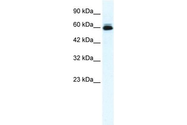 anti-Potassium Voltage-Gated Channel, Subfamily H (Eag-Related), Member 5 (KCNH5) antibody